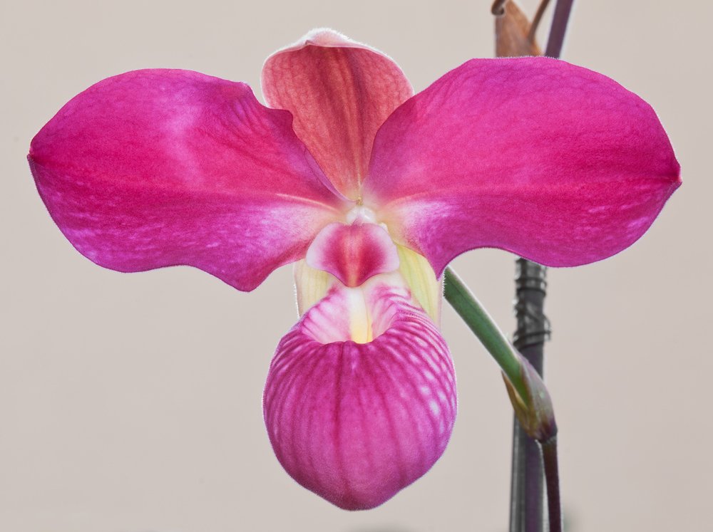 Phragmipedium Eumelia Arias