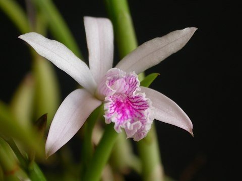 Laelia lundii (Big Plant)