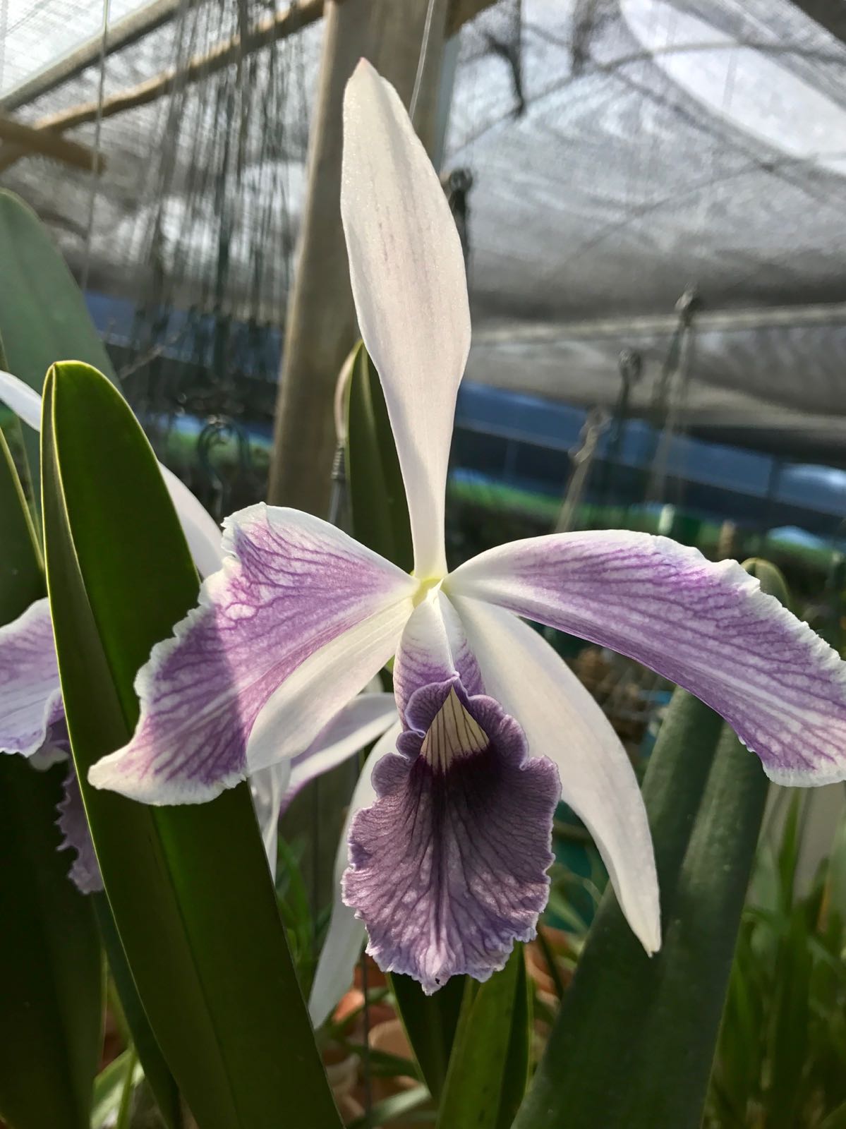 Laelia purpurata var. werkhauseri "Striata"