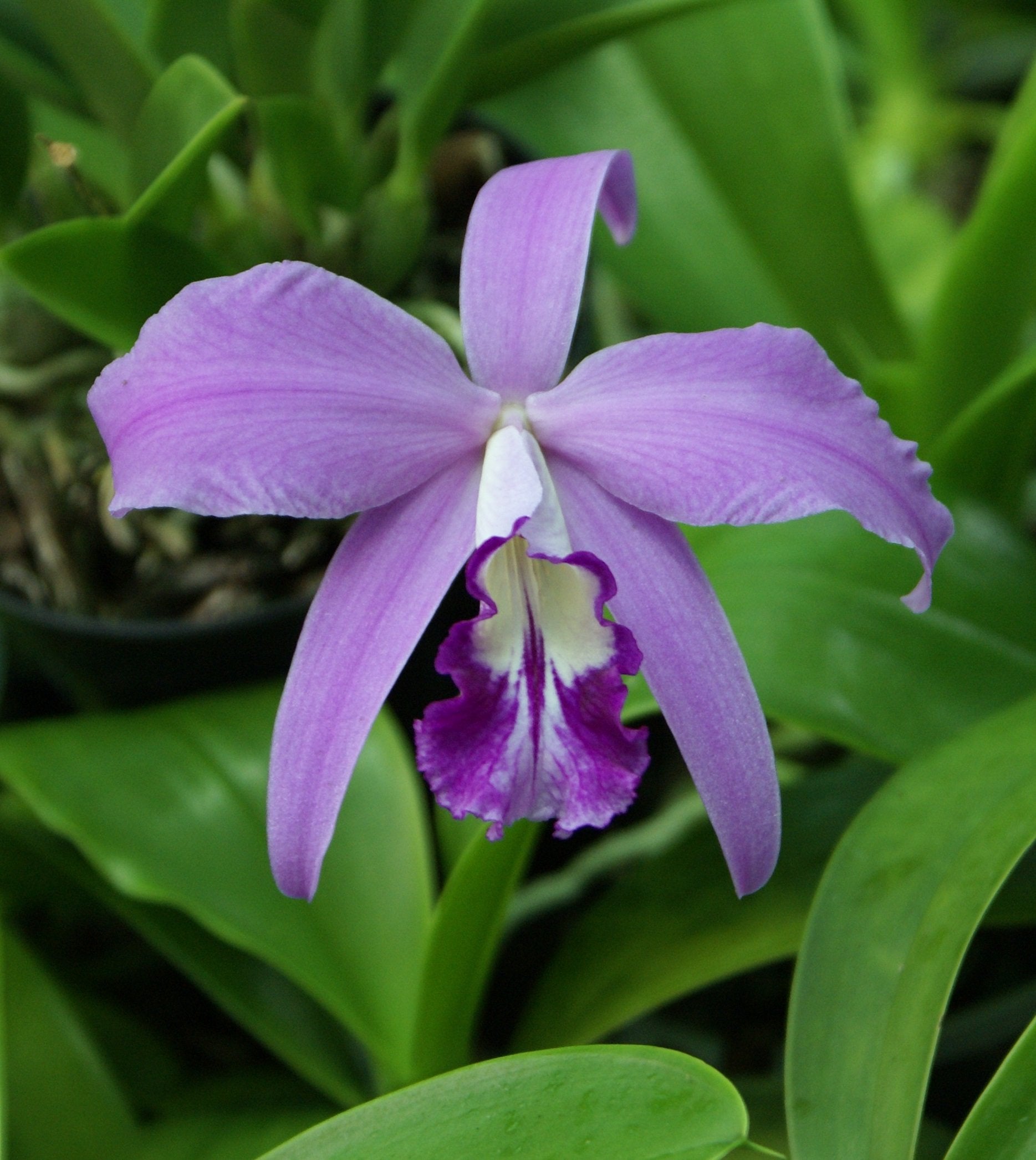 Laelia sincorana ‘specially select in Brasielle’
