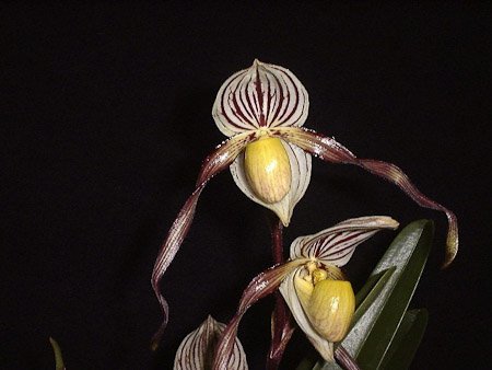 Paphiopedilum Temptation (Paph. kolopakingii var. topperi x philippinense var. laevigatum)