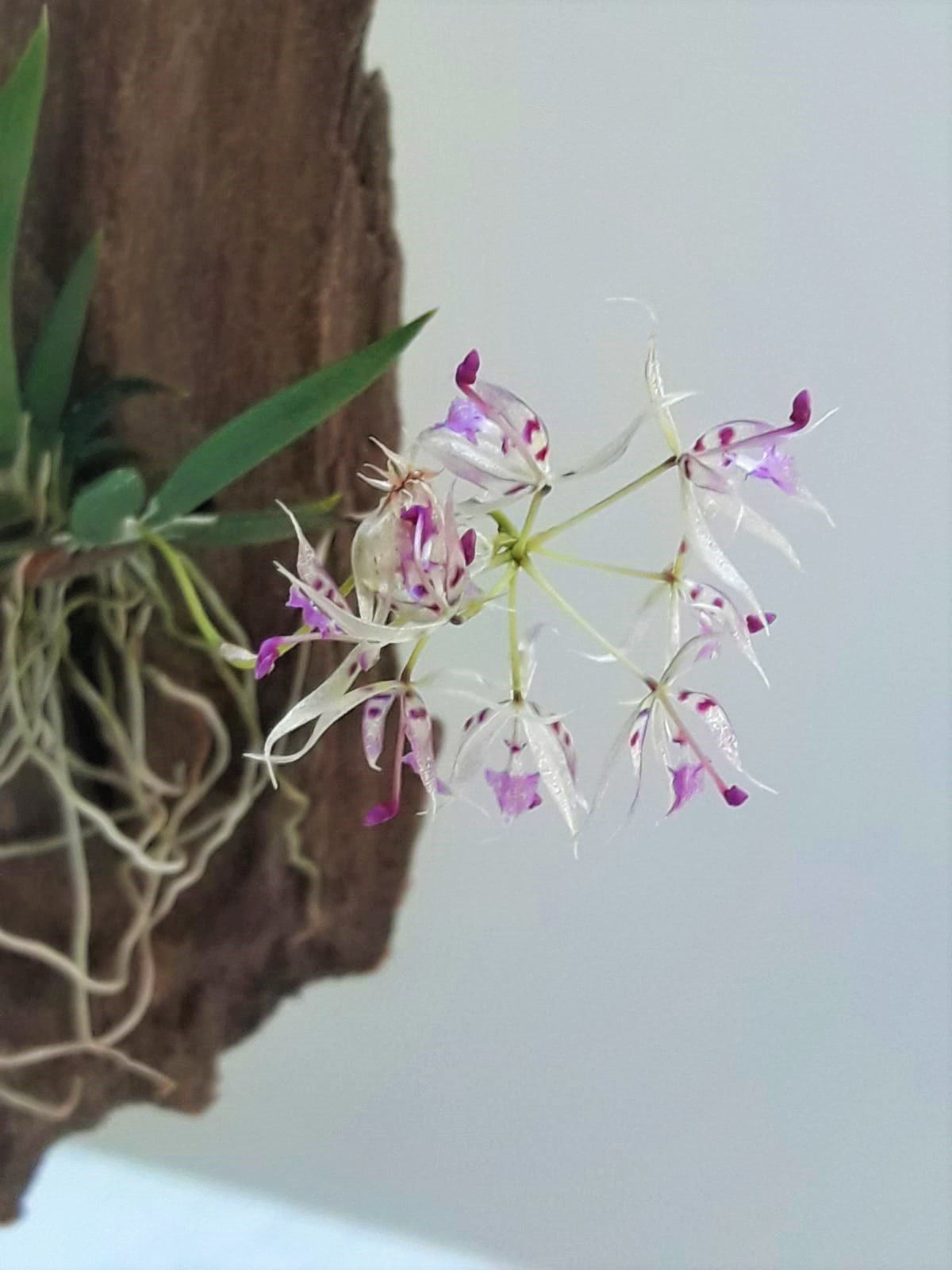 Macroclinium manabinum