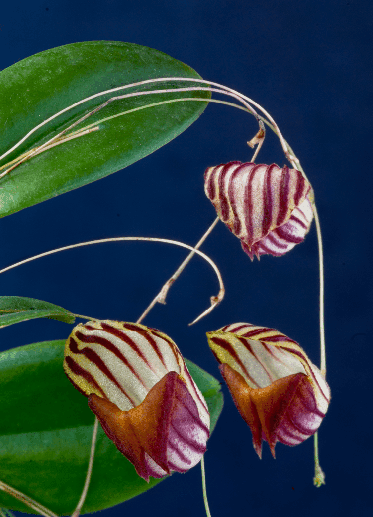 Lepanthes caprimulgus