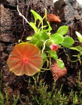 Lepanthes telipogoniflora