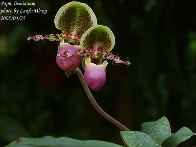 Paphiopedilum liemianum