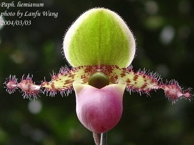 Paphiopedilum liemianum