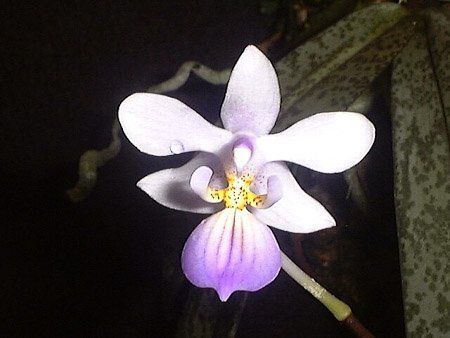 Phalaenopsis lindenii