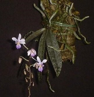 Phalaenopsis lindenii