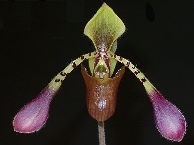 Paphiopedilum lowii 4N "US Type"