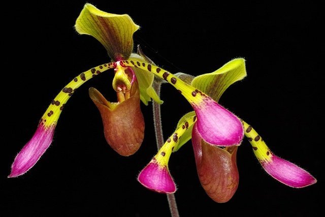 Paphiopedilum lowii 4N USA