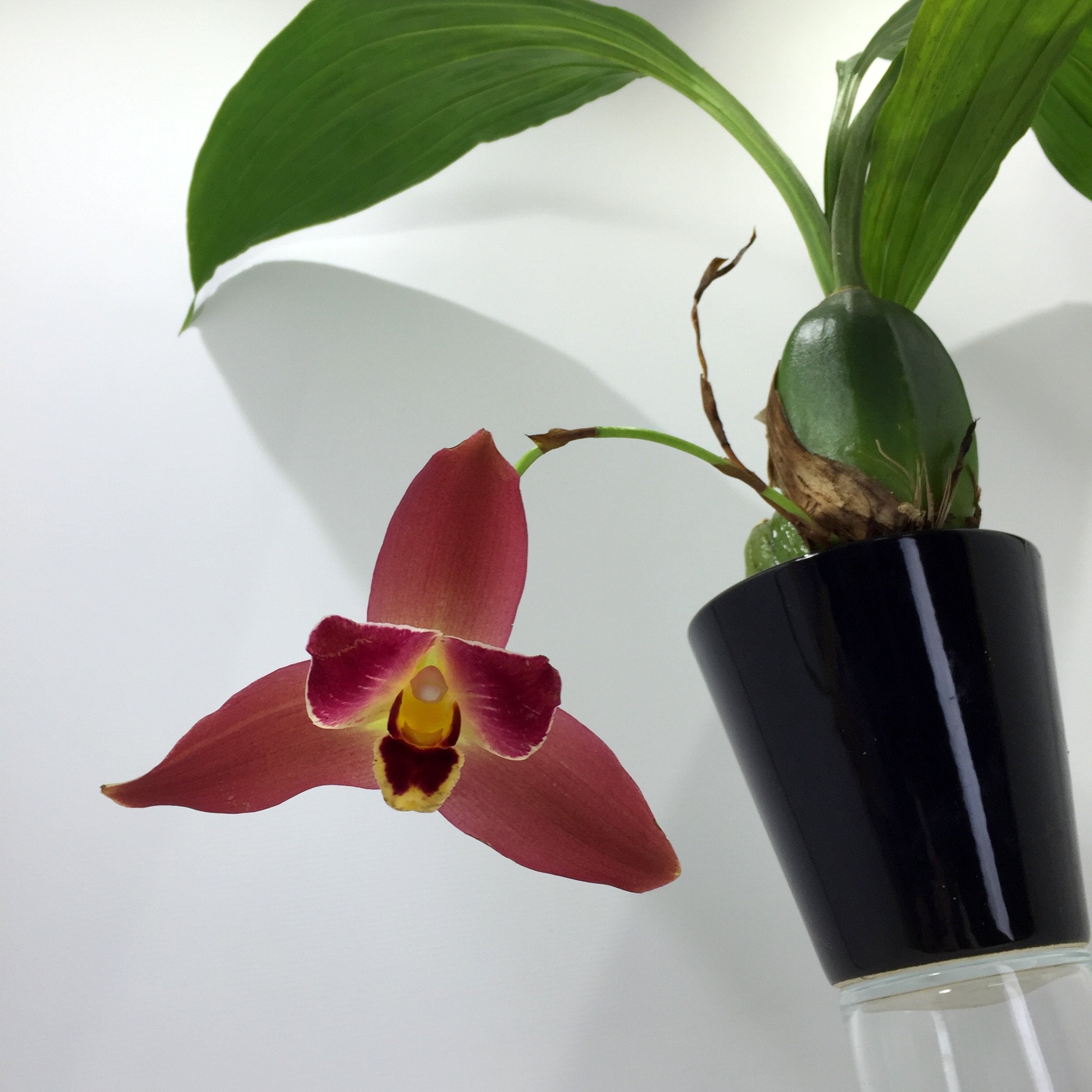 Lycaste Red Jewel