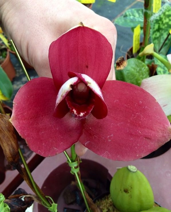 Lycaste Chita Sunset x (Lycaste Capicorn ''Vulcan'' x Angulocaste Paul Gripp)