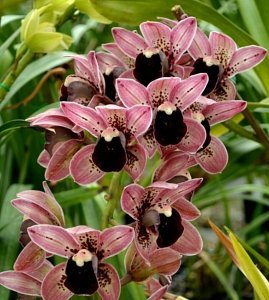 Cymbidium Magic Devon
