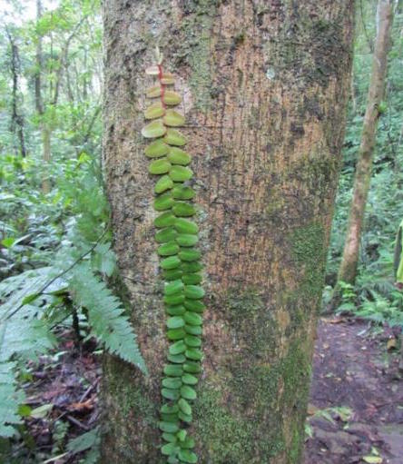 Marcgravia sintenisii