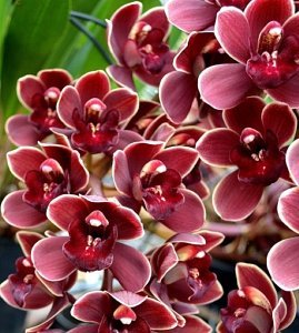Cymbidium Marvin Gaye "Rote Lippe"
