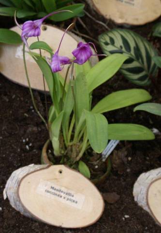 Masdevallia coccinea x picea