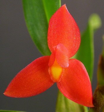 Maxillaria sophronitis