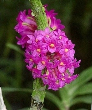 Dendrobium miyakei "Big Plant"