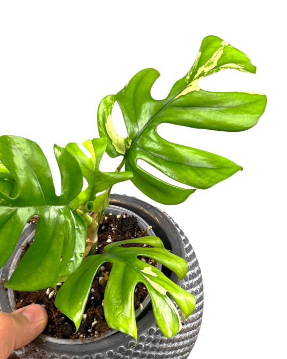 Monstera minima less variegated albo (5-6 Leaves)