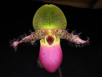 Paphiopedilum moquetteanum