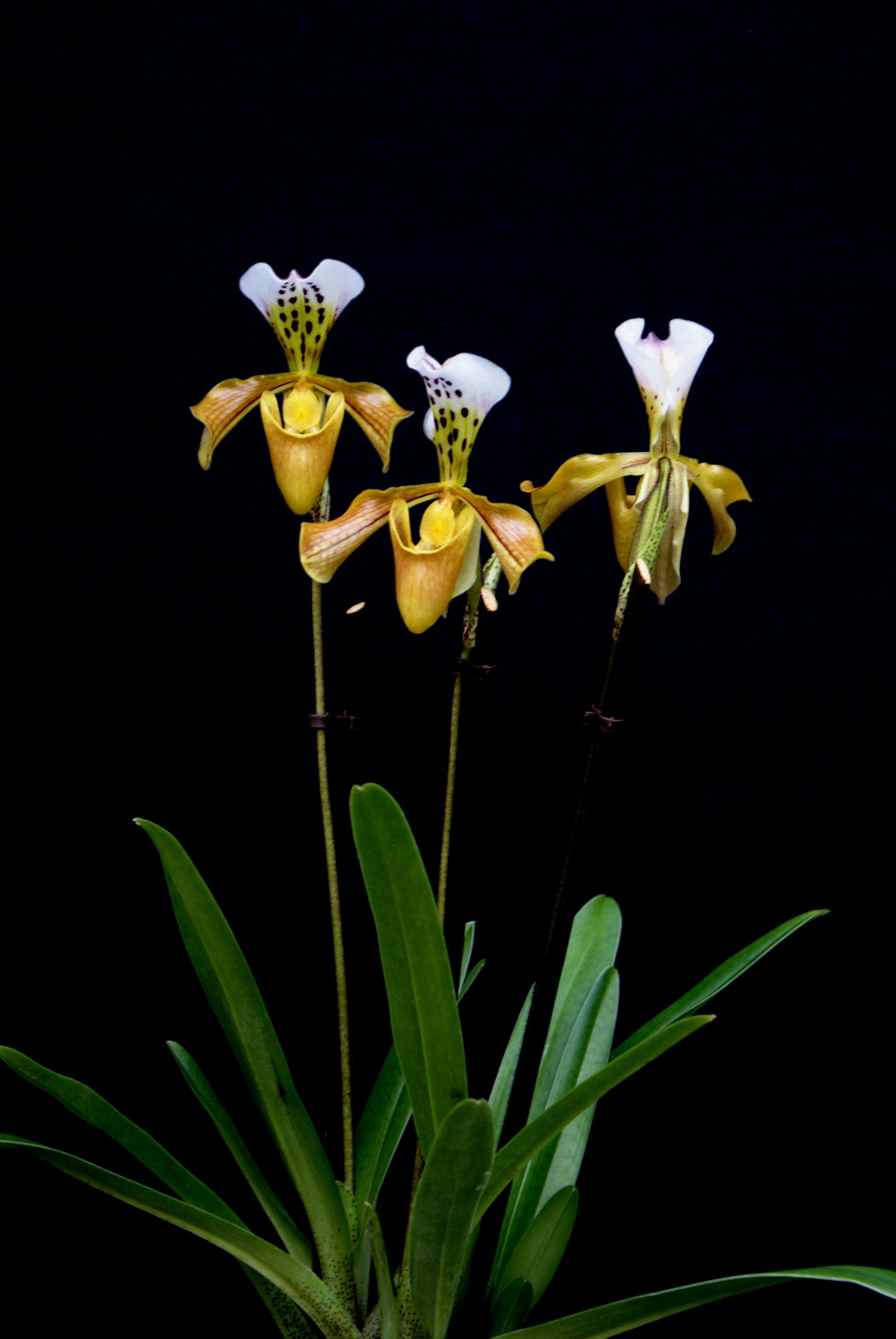 Paphiopedilum gratixianum