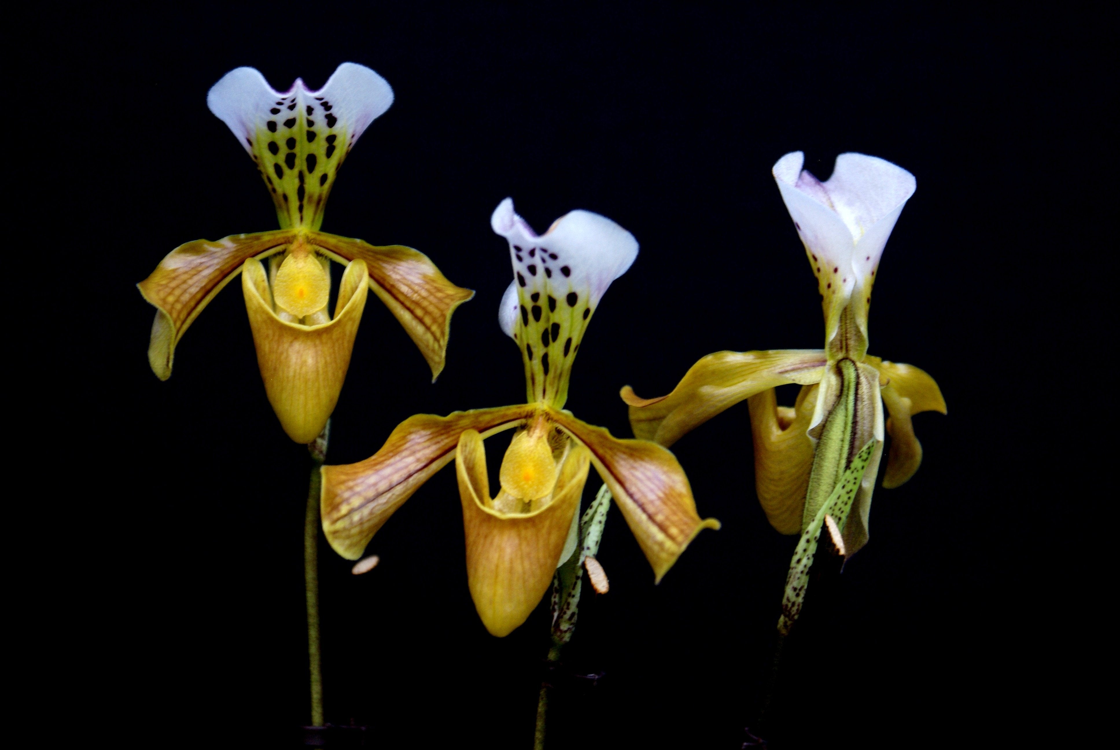 Paphiopedilum gratixianum "Big plant "