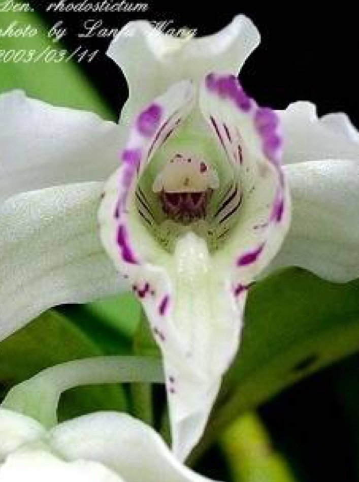 Dendrobium rhodostictum