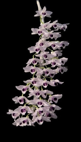 Dendrobium parishii coerulea
