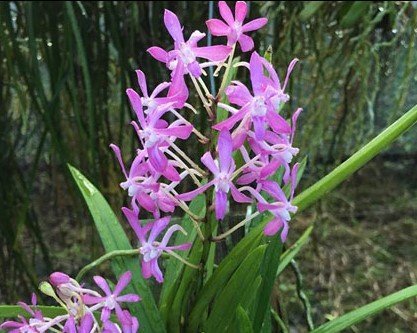 Neofinetia falcata x Rhy. coelestis "Rosa"