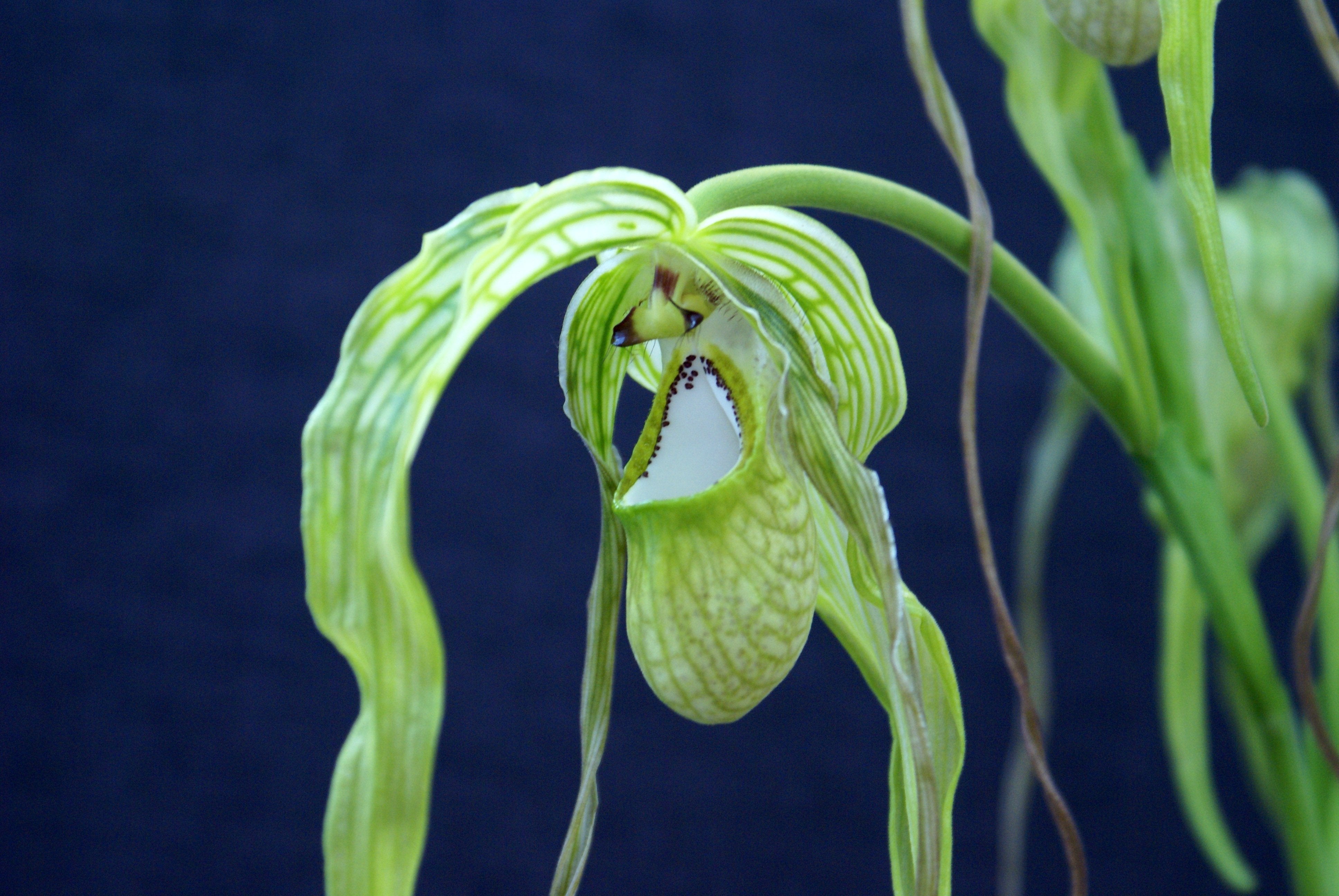 Phragmipedium caudatum