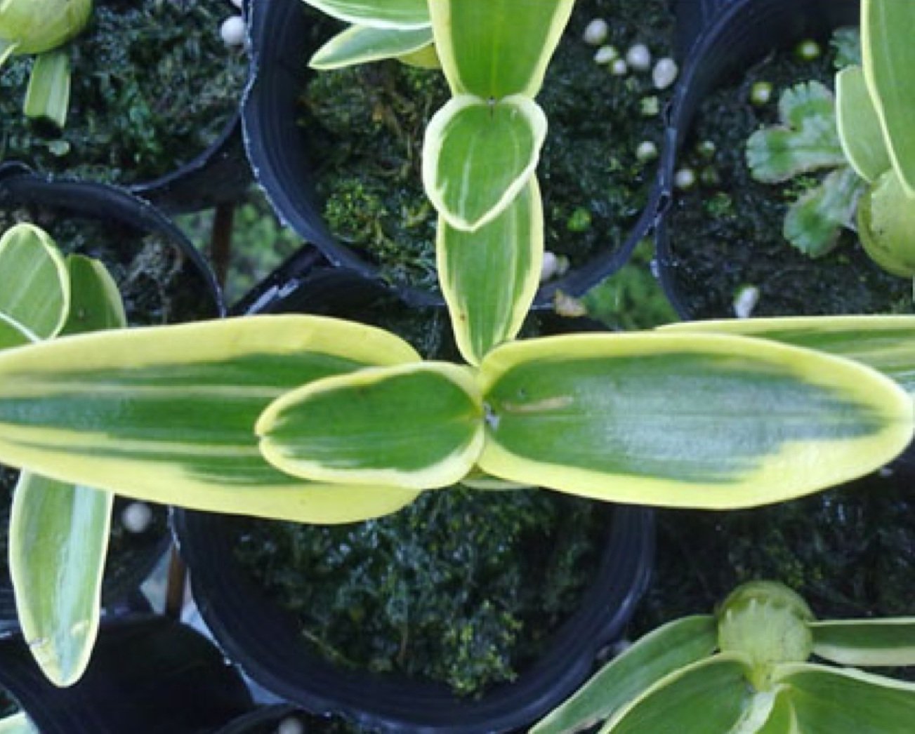 Dendrobium nobile "Variegata"