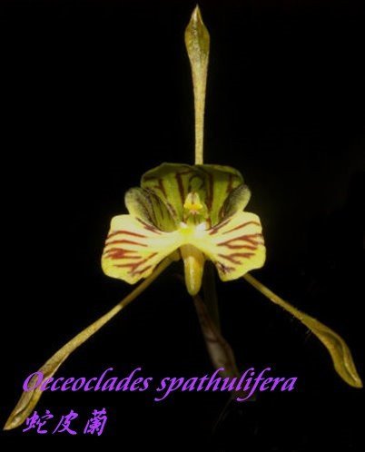 Oeceoclades spathulifera (Schlangenknabenkraut) Groß pflanze