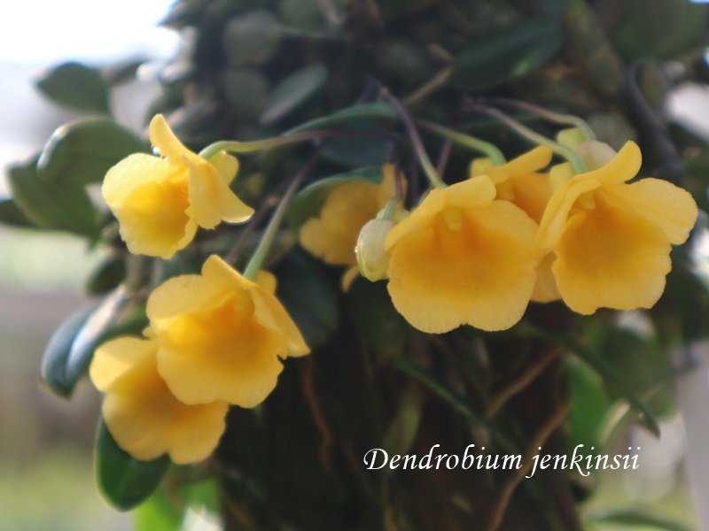 Dendrobium jenkinsii "Groß pflanze"