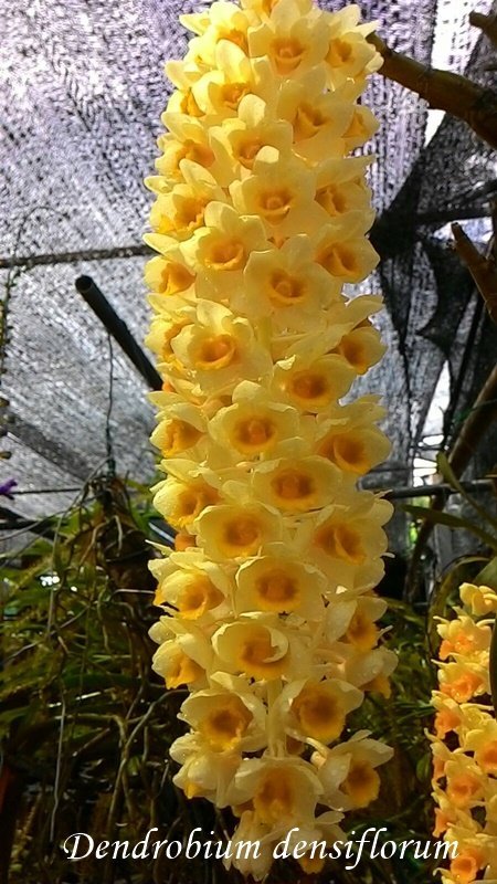 Dendrobium densiflorum