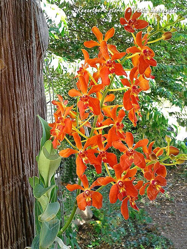 Renanthera storiei x Vanda denisoniana