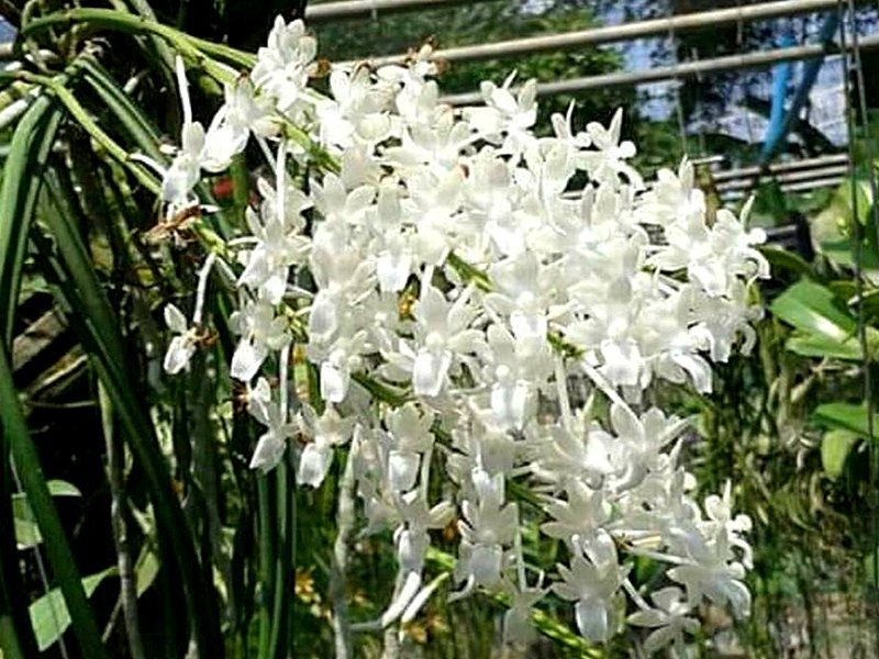 Seidenfadenia mitrata var. alba
