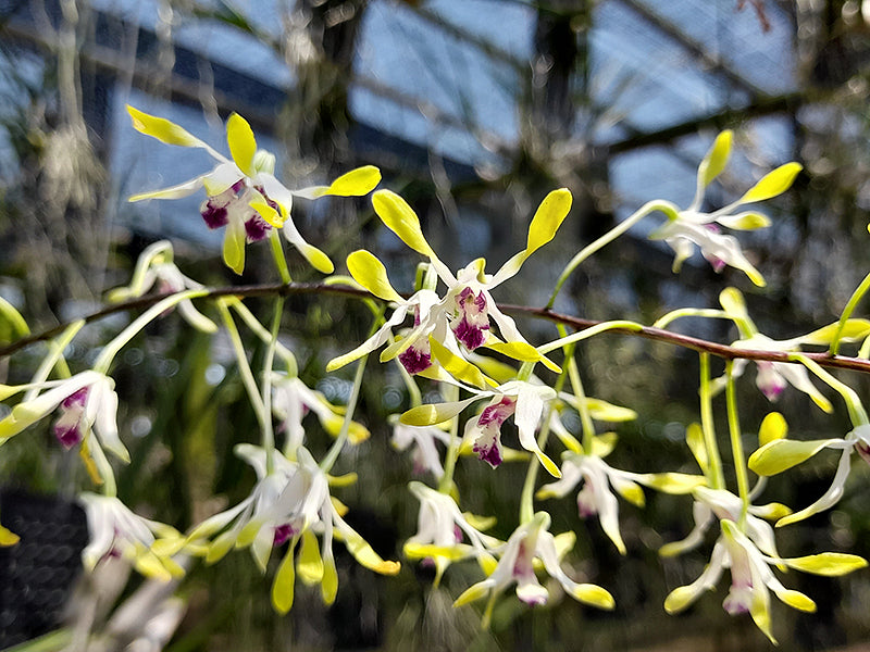 Dendrobium canaliculatum
