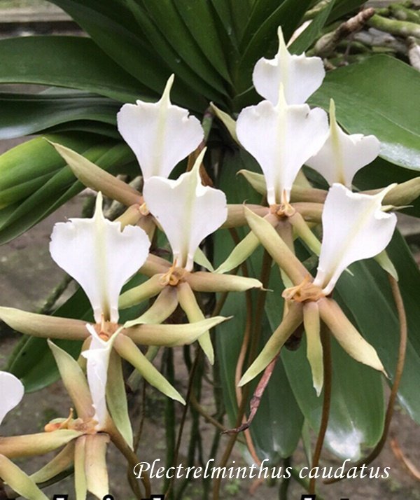 Plectrelminthus caudatus