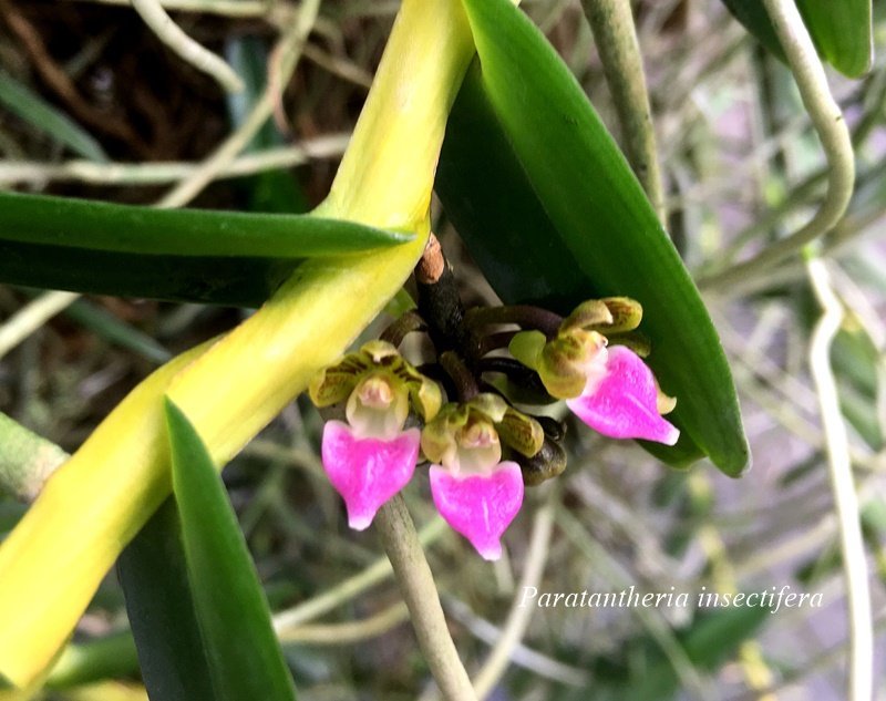 Pelatantheria insectifera "Groß"