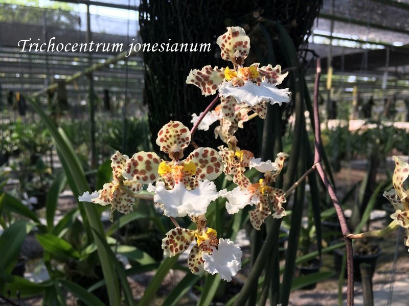 Trichocentrum jonesianum