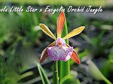 Brassavola Little Star x Encyclia alata-phonesia