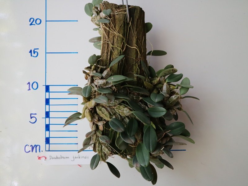 Dendrobium jenkinsii "Big Plant"