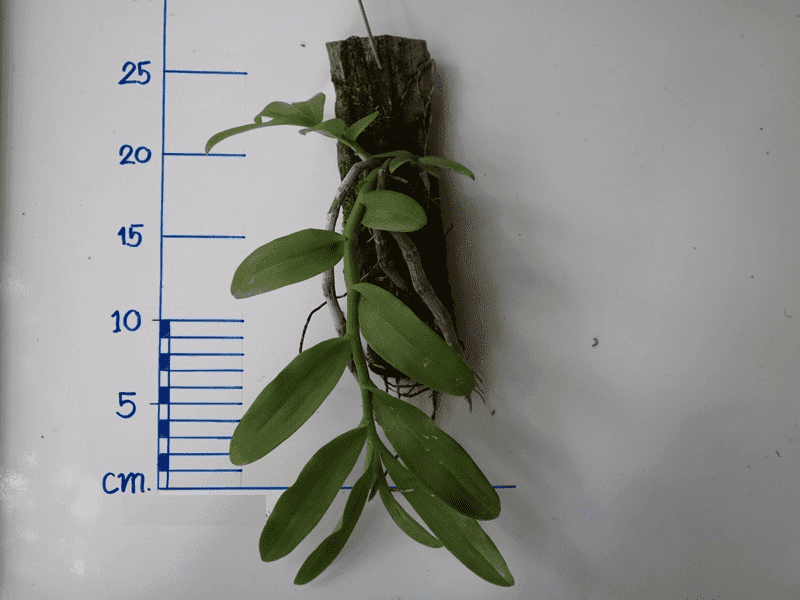 Dendrobium parishii coerulea (Dark Blue)