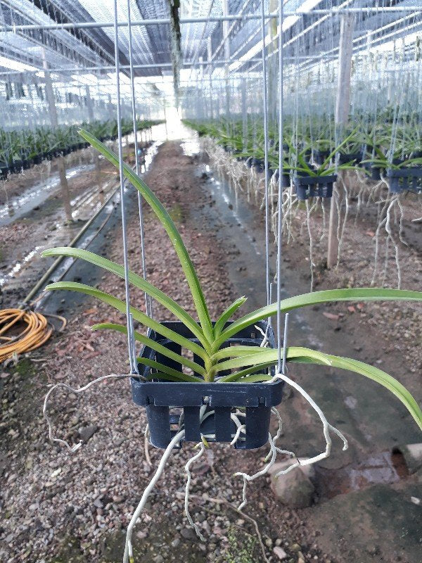 Ascocentrum curvifolium "Santi" "Big"