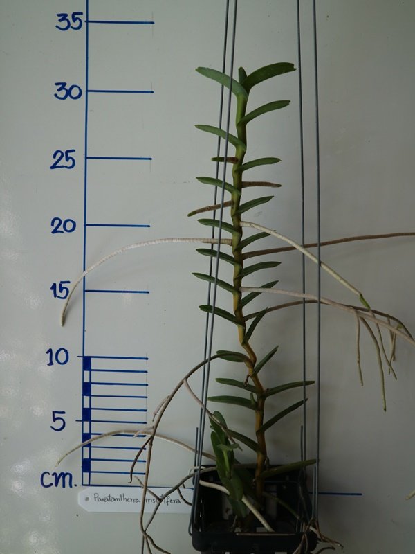 Pelatantheria insectifera "Big"