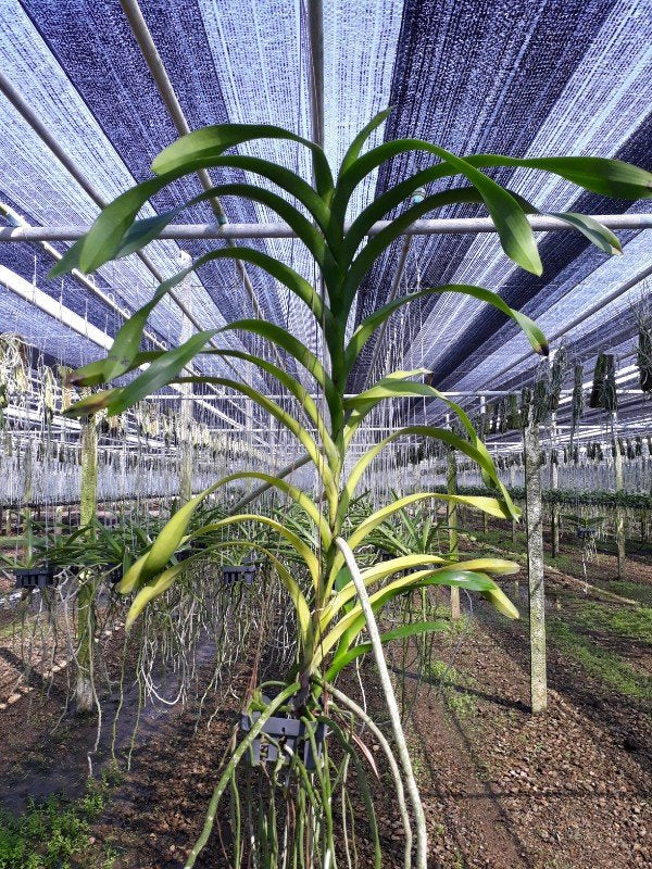 Aerides lawrenceae "Dumrong "