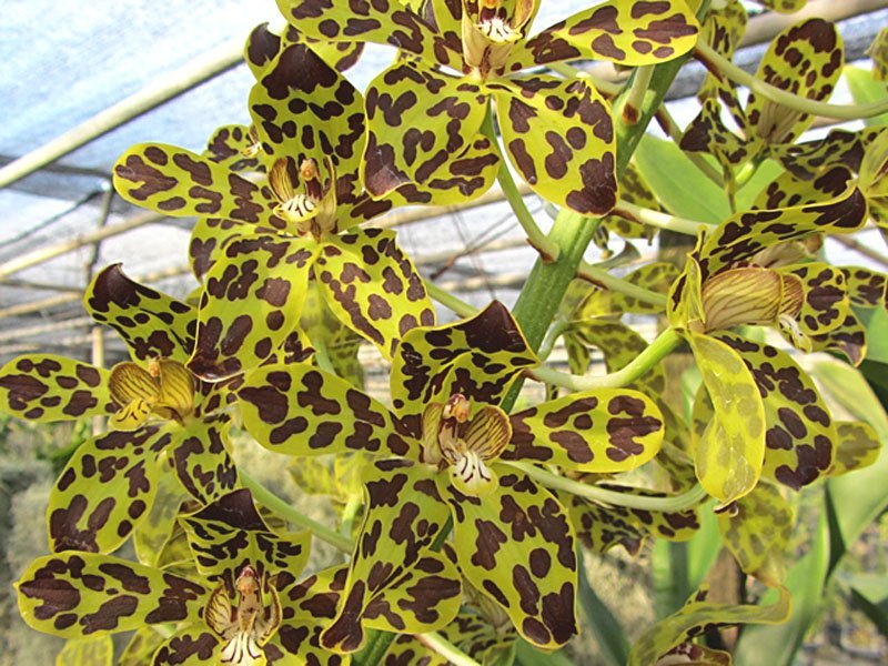 Grammatophyllum Jairak Tiger yellow with brown spots orchid