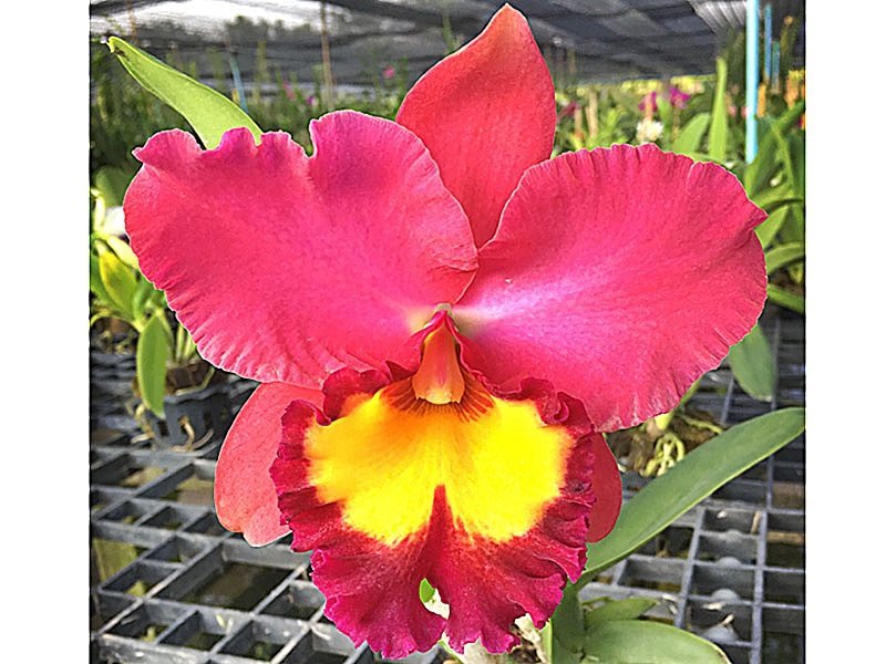 Rlc. Wangnumkhew Pink x Pat Korat