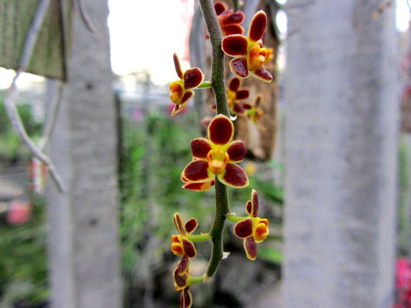 Chiloschista lunifera "Red"