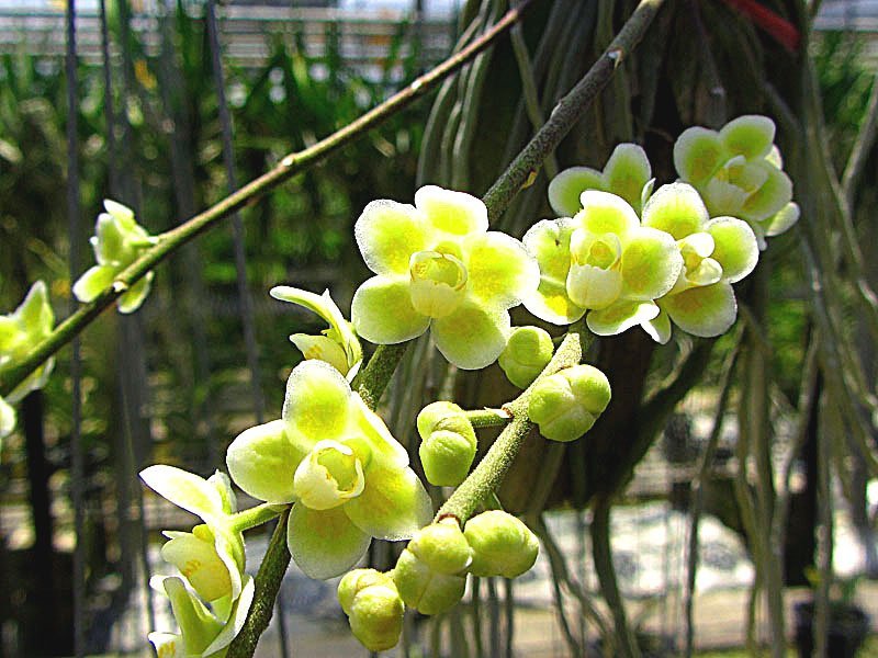 Chiloschista parishii "Green" "Big"